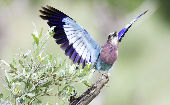 lilac breasted roller
