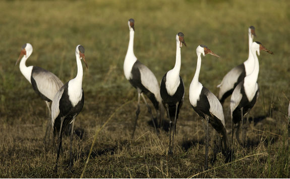 cranes