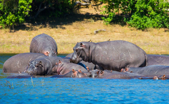 hippos river