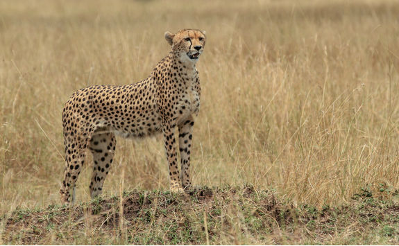 cheetah