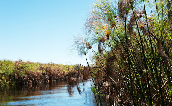 papyrus reeds