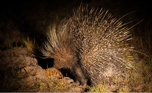 porcupine