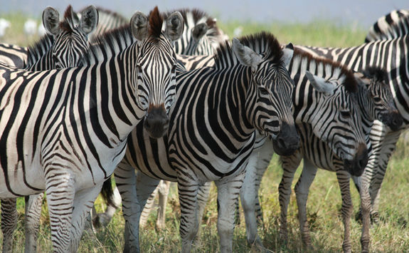 zebra herd