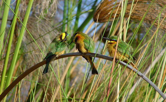 birds reeds