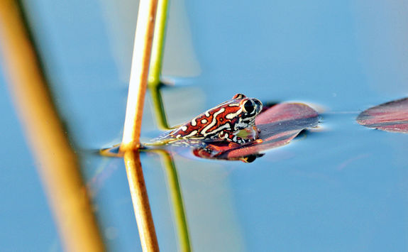 reed frog