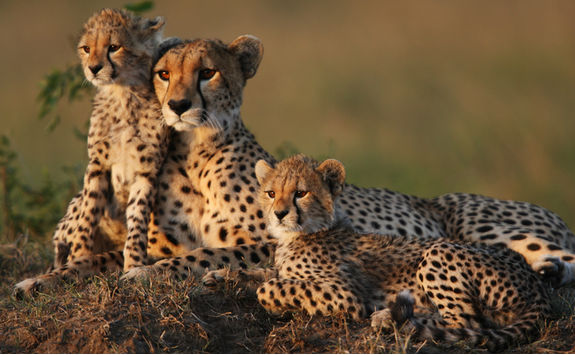 cheetah family