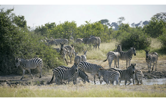 zebras waterhole