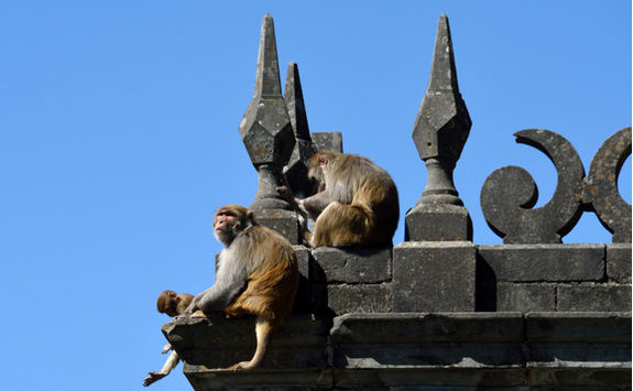macaques shimla