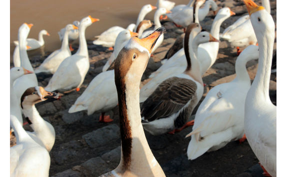 ducks sukhna lake