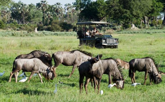 Chitabe jeep and buffalos