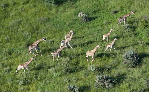 Giraffe aerial in Chitabe