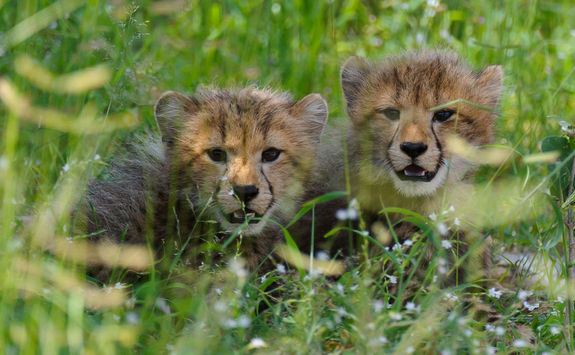 Chitabe cheetah cubs