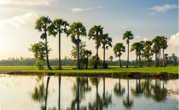 chau doc palms