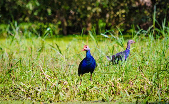 purple swaphen