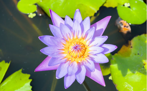 purple water lily
