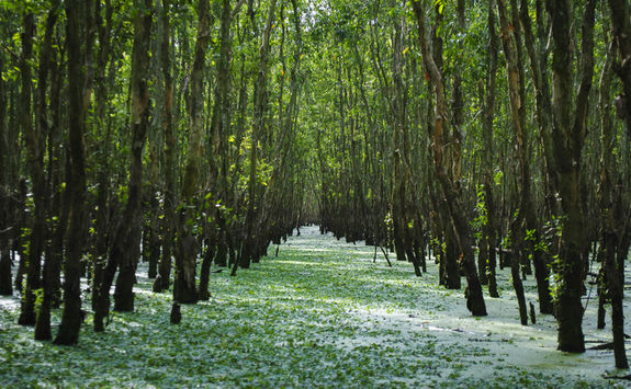 tra su forest