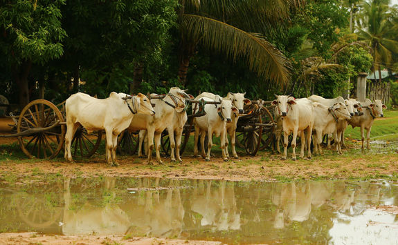 ox carts