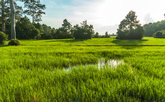 siem reap rice paddy