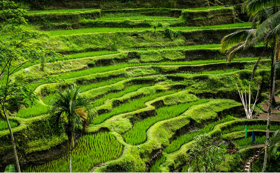 rice terraces