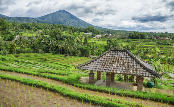 bali countryside