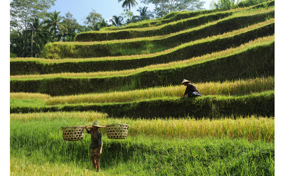 farmers rice terraces