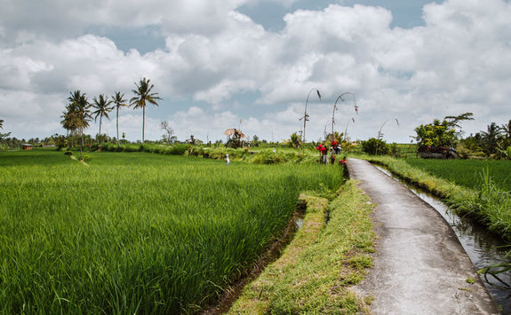 rice paddies road