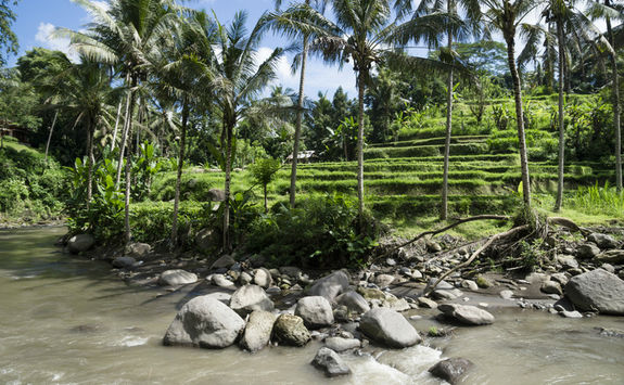 rice terraces river