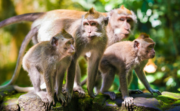 monkey forest
