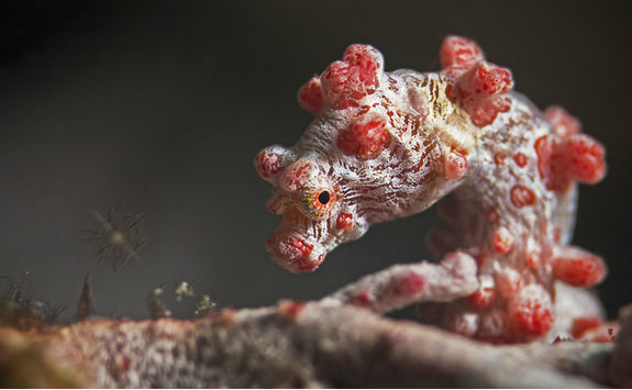 pygmy seahorse