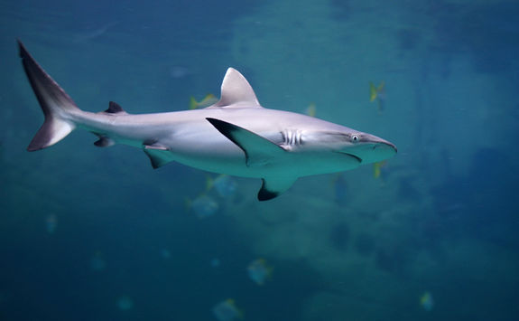 reef shark