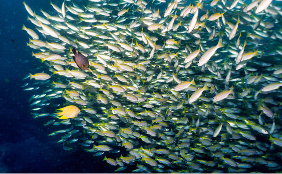 snapper school