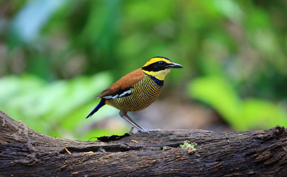 javan banded pitta