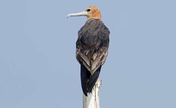 lesser frigatebird