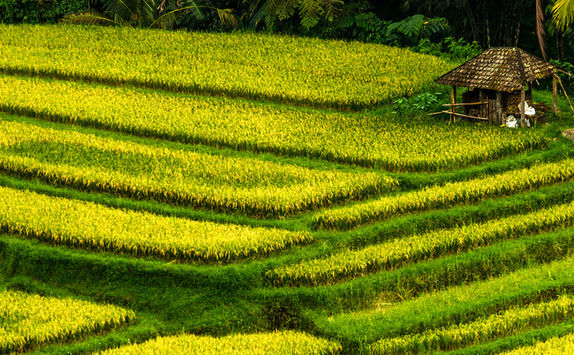 jatiluwih rice fields
