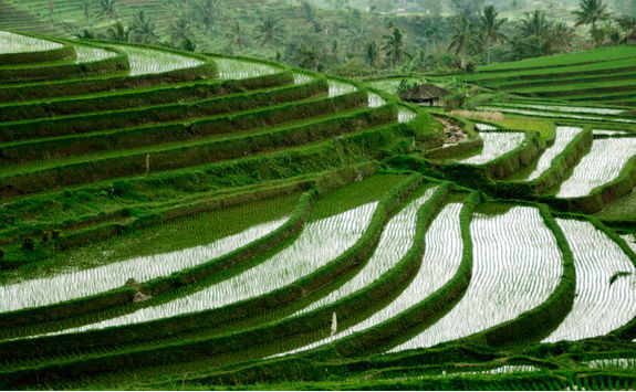 jatiluwih terraces
