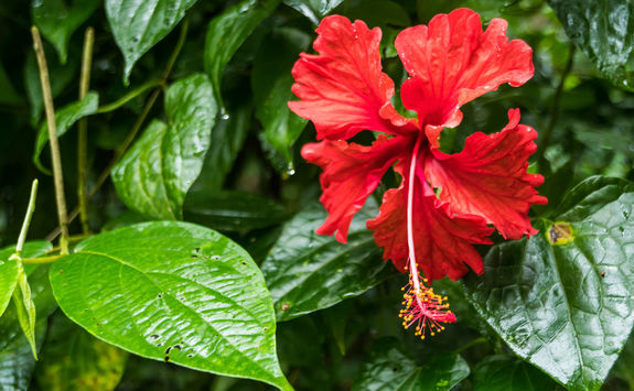 flower costa rica