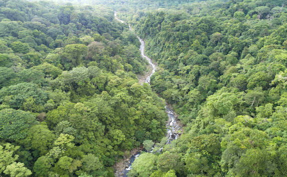 rainforest with river