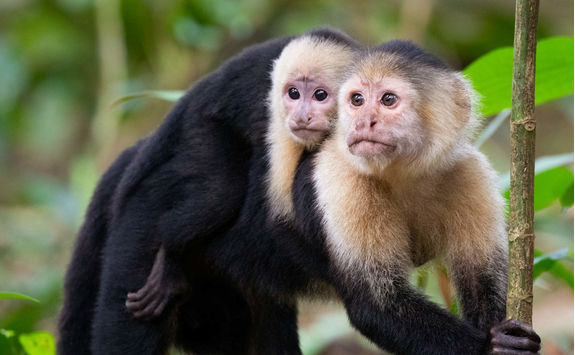 capuchin monkeys
