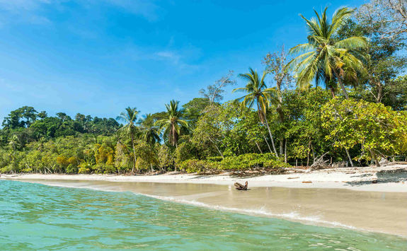 jungle fringed beach