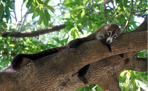 white nose coati