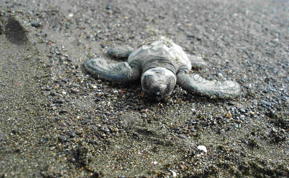 baby olive ridley turtle