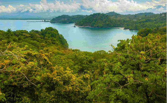 pacific coast tropical rainforest