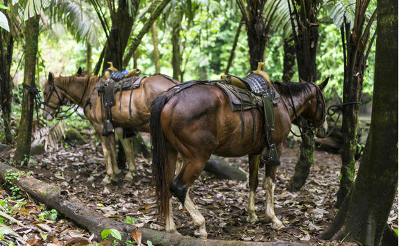 relaxing horses after riding