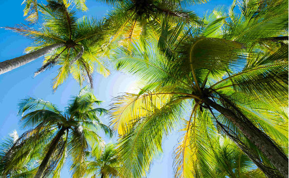 palms against the sky