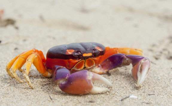 tropical land crab