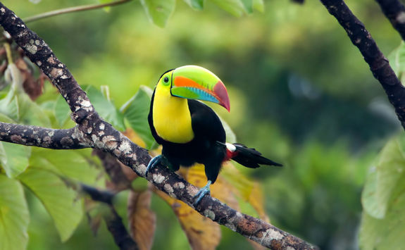 toucan