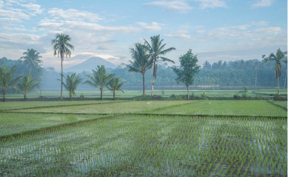 view of rice fields in borobudur