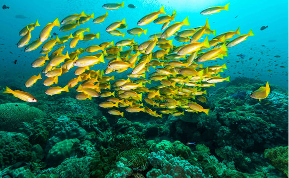 underwater with colourful fish