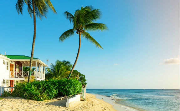 beach palm tree