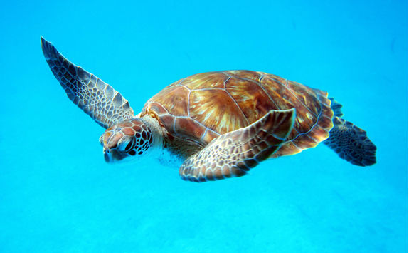 loggerhead turtle